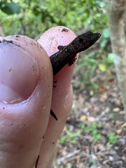 Sphaerodactylus verdeluzicola