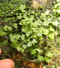 Wimmerella pygmaea