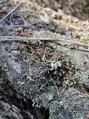 Cladonia floerkeana