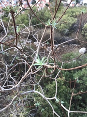 Euphorbia dendroides