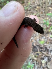 Sphaerodactylus verdeluzicola