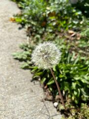 Taraxacum erythrospermum