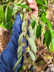 Casearia arborea