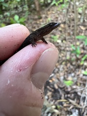Sphaerodactylus verdeluzicola
