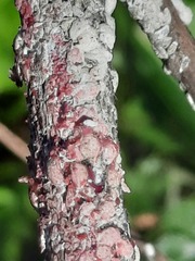 Eriococcus lagerstroemiae