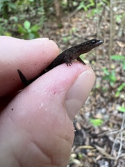 Sphaerodactylus verdeluzicola