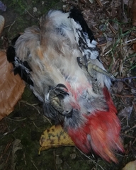 Dendrocopos major