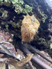 Hericium erinaceus