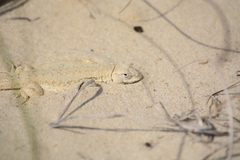 Liolaemus occipitalis