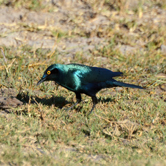 Lamprotornis chalybaeus