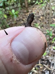 Sphaerodactylus verdeluzicola