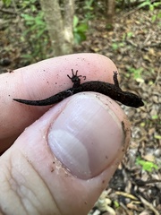 Sphaerodactylus verdeluzicola
