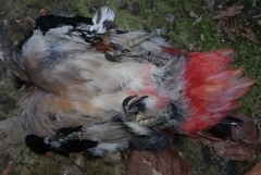 Dendrocopos major