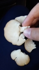 Pleurotus populinus