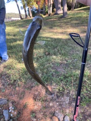 Micropterus punctulatus