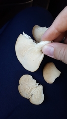 Pleurotus populinus