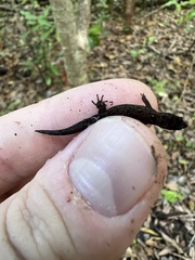 Sphaerodactylus verdeluzicola