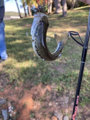 Micropterus punctulatus