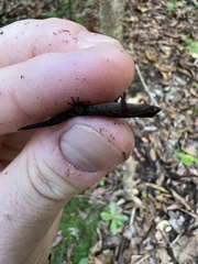 Sphaerodactylus verdeluzicola