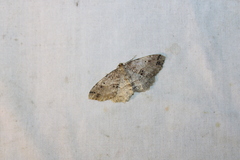 Melanolophia
