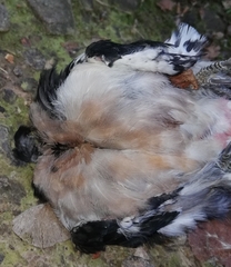 Dendrocopos major