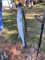 Micropterus punctulatus