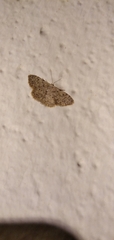 Idaea cervantaria