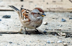 Spizelloides arborea