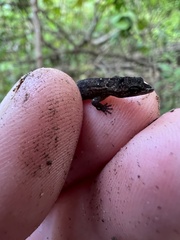 Sphaerodactylus verdeluzicola