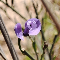 Polygala microphylla