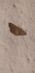 Idaea cervantaria