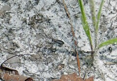 Cicindela punctulata punctulata