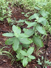 Asclepias hypoleuca