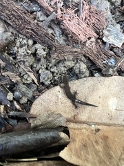 Sphaerodactylus verdeluzicola
