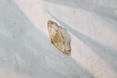 Melanolophia