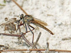 Proctacanthus gracilis