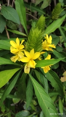 Barleria oenotheroides