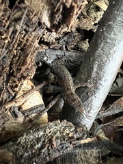 Sphaerodactylus verdeluzicola