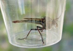 Proctacanthus gracilis