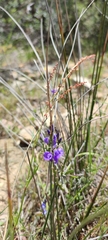 Polygala microphylla