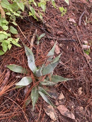 Agave palmeri