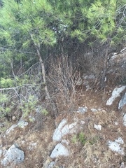 Euphorbia dendroides