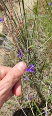 Polygala microphylla