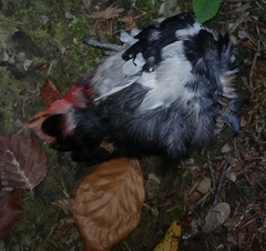 Dendrocopos major