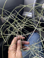 Ephedra antisyphilitica