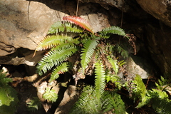 Wimmerella pygmaea