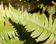 Blechnum punctulatum