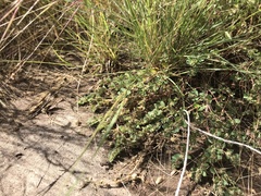 Euphorbia stictospora