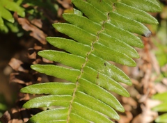 Blechnum punctulatum