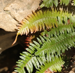 Blechnum punctulatum